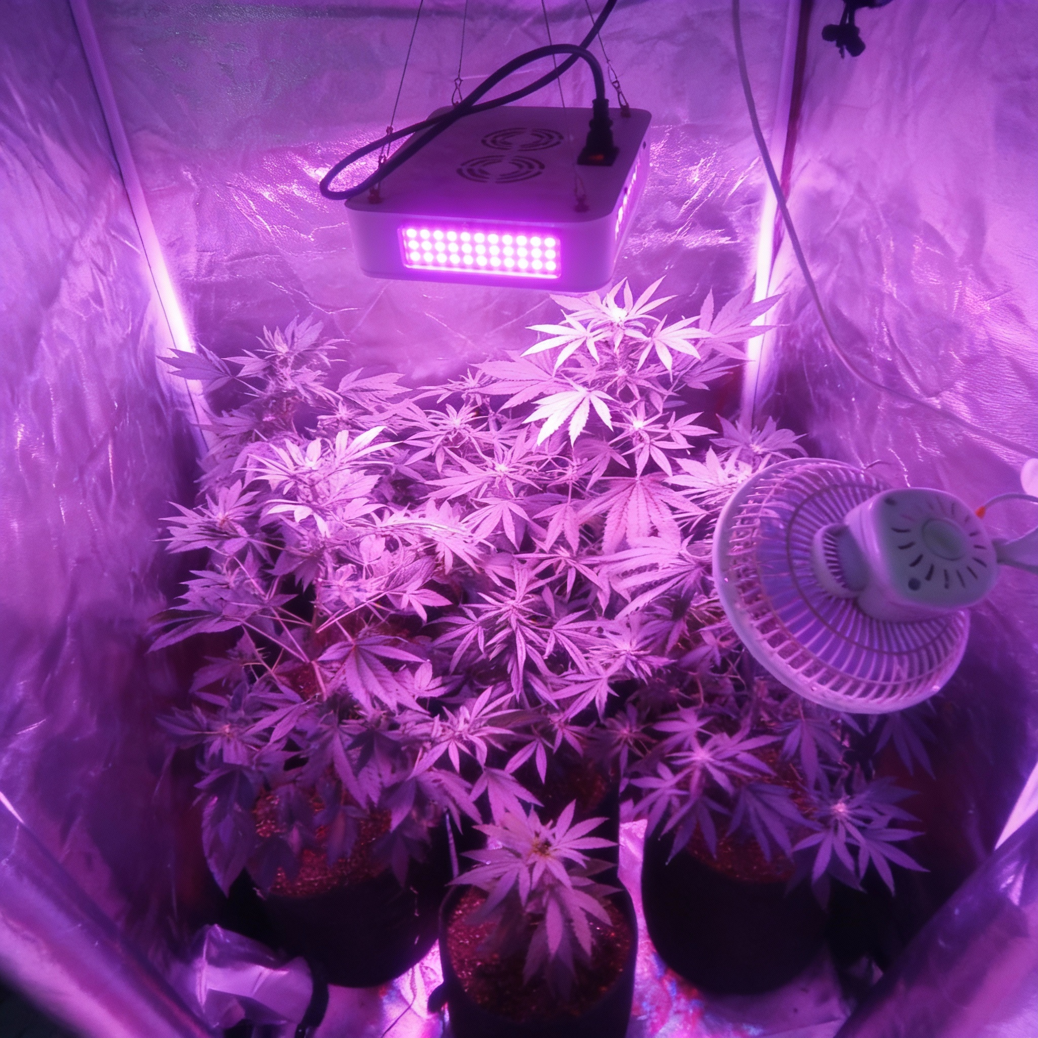 Cultivo Medicinal Autorizado